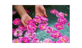 کشف روش نگهداری و انبارداری گل محمدی تازه در پژوهشکده اسانس های طبیعی قمصر
